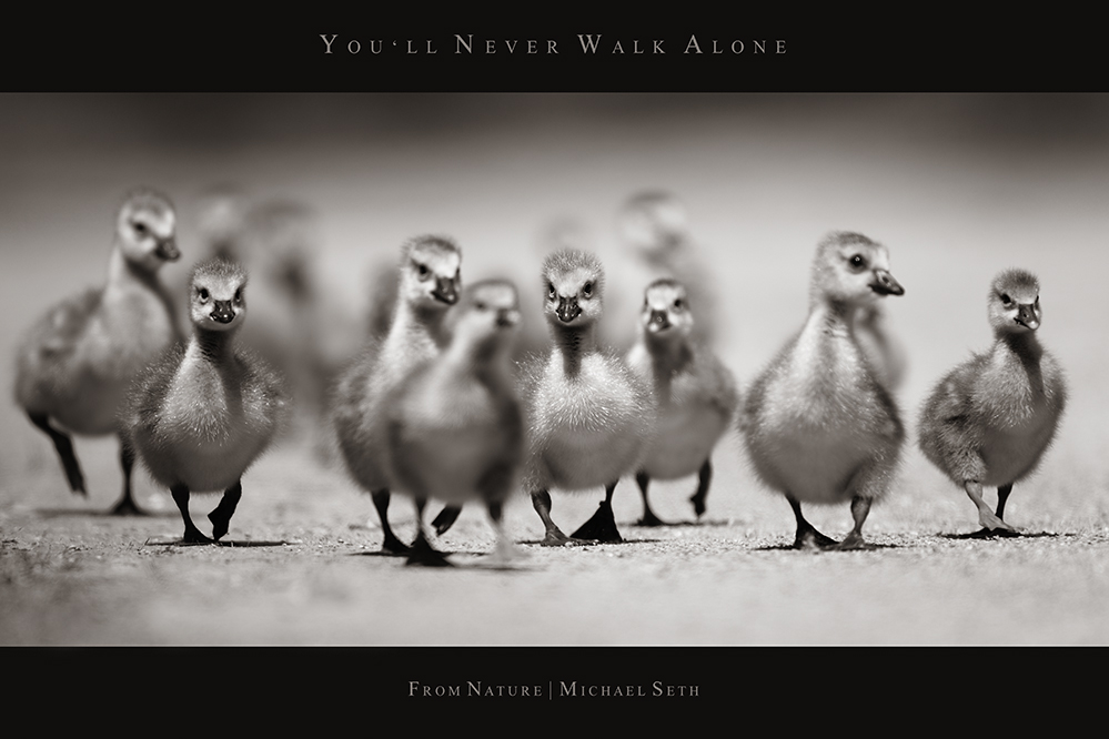 you'll never walk alone