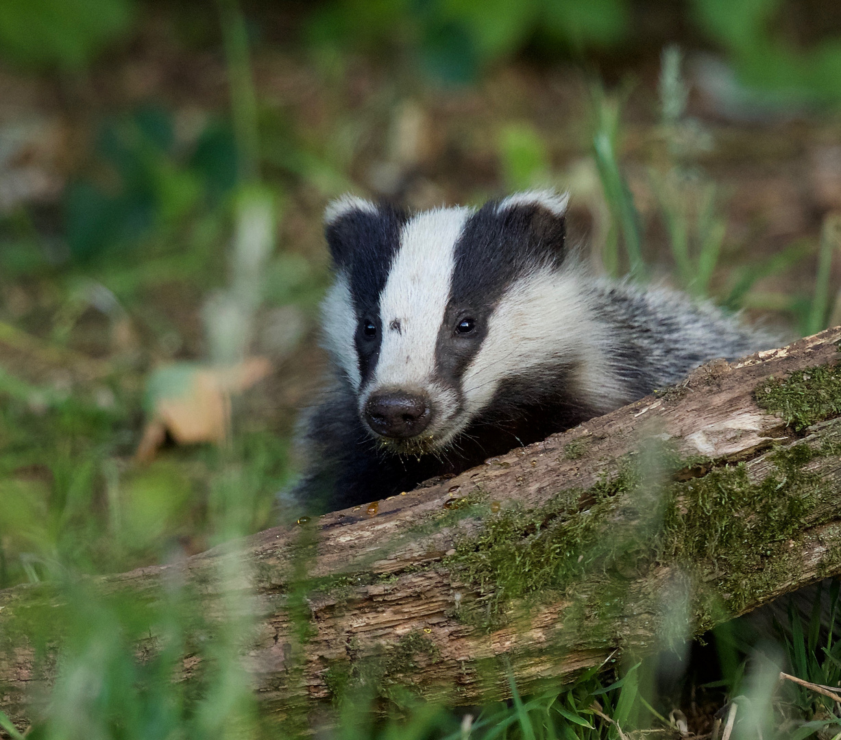 Young badger