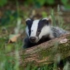 Young badger