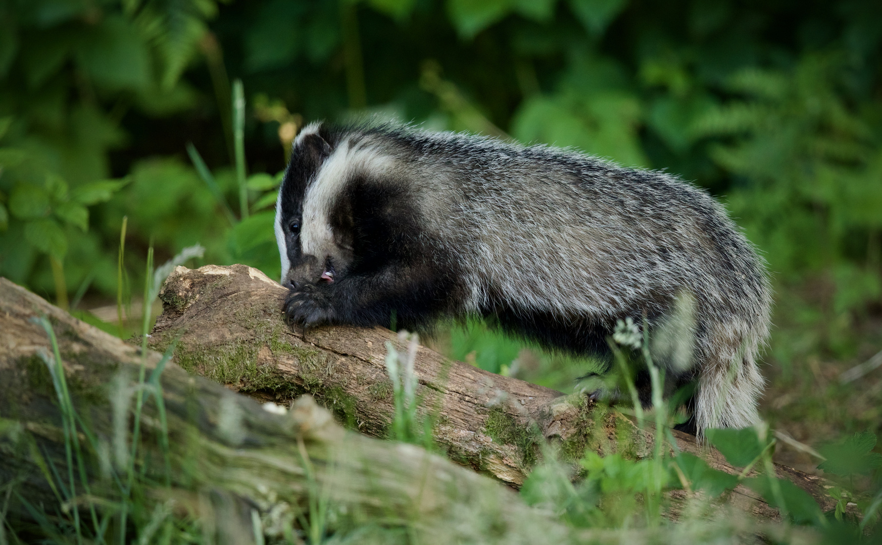 young Badger feeding