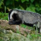 young Badger feeding