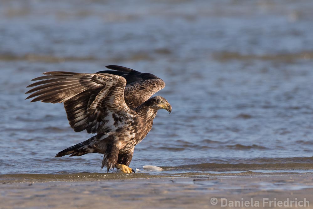 Young Bald Eagle