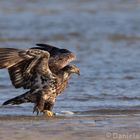 Young Bald Eagle