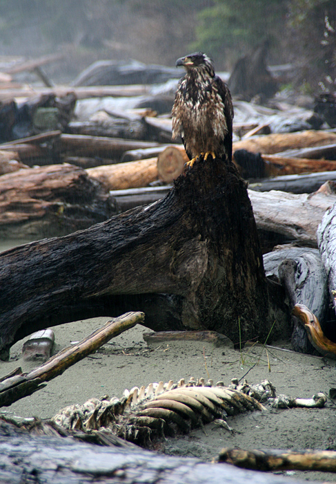 Young Bald Eagle (wet-look)