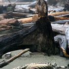 Young Bald Eagle (wet-look)