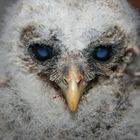 Young Barred owl