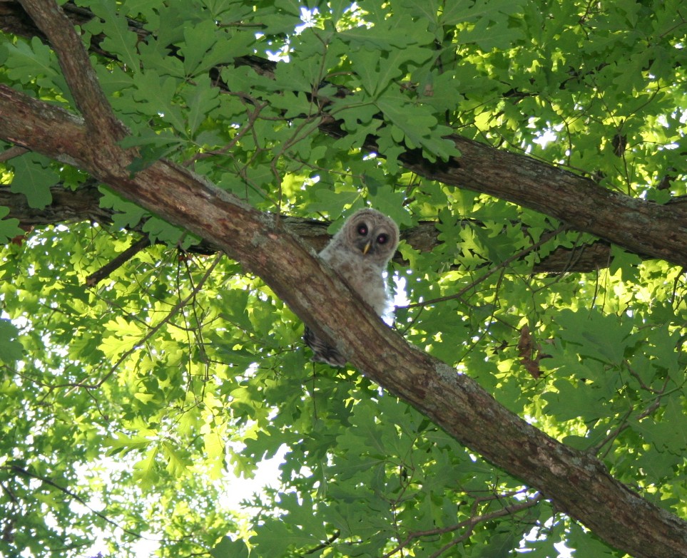 Young Barred owl post-release