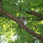 Young Barred owl post-release