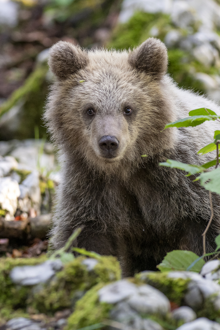 Young bear in dinaric forests of Slovenia.