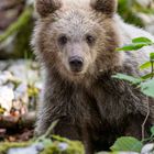 Young bear in dinaric forests of Slovenia.