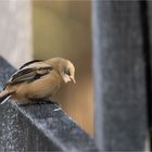 Young Bearded Tit