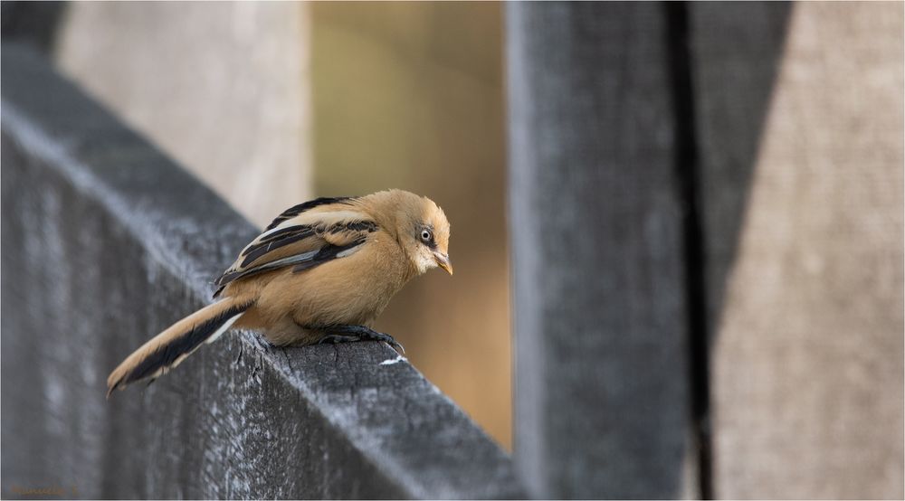 Young Bearded Tit