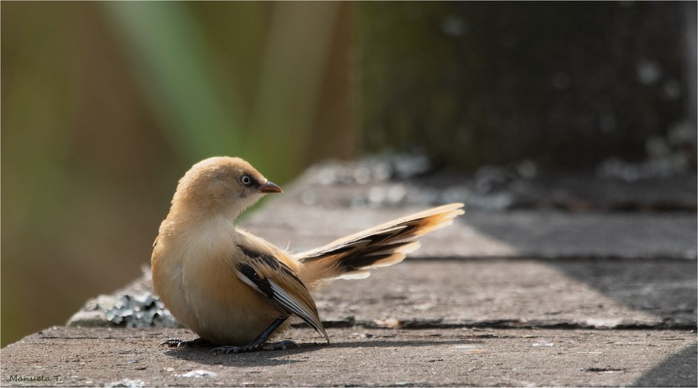 young bearded tit on the jetty