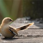 young bearded tit on the jetty