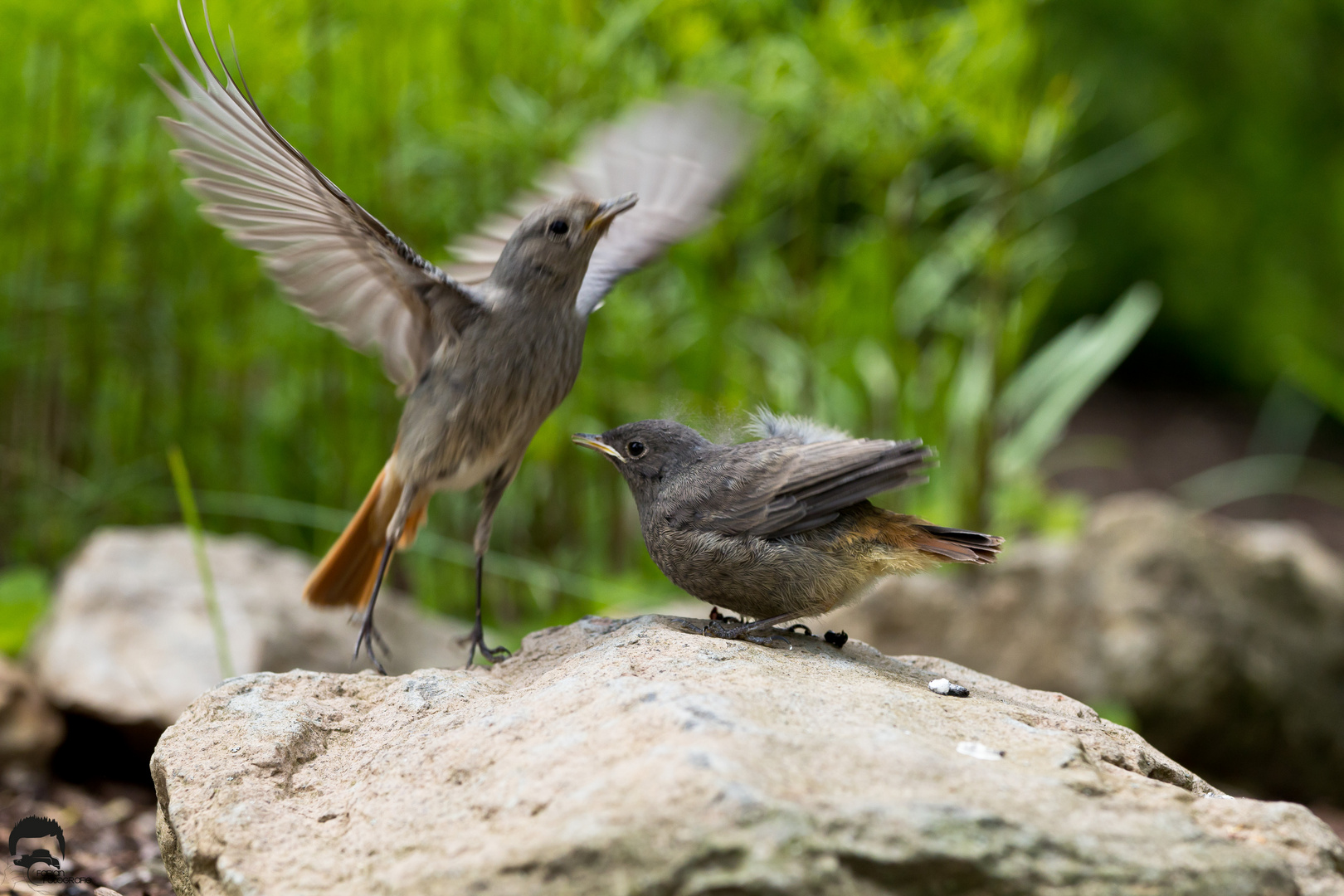 Young bird after feeding