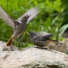 Young bird after feeding