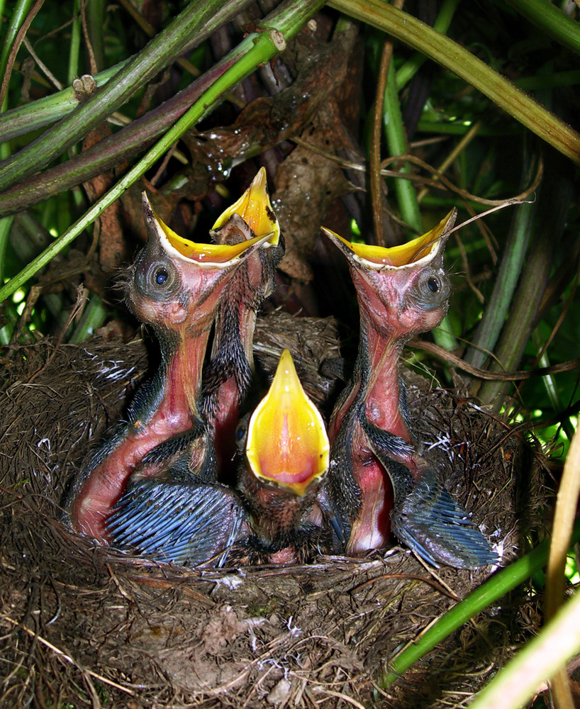 Young Birds