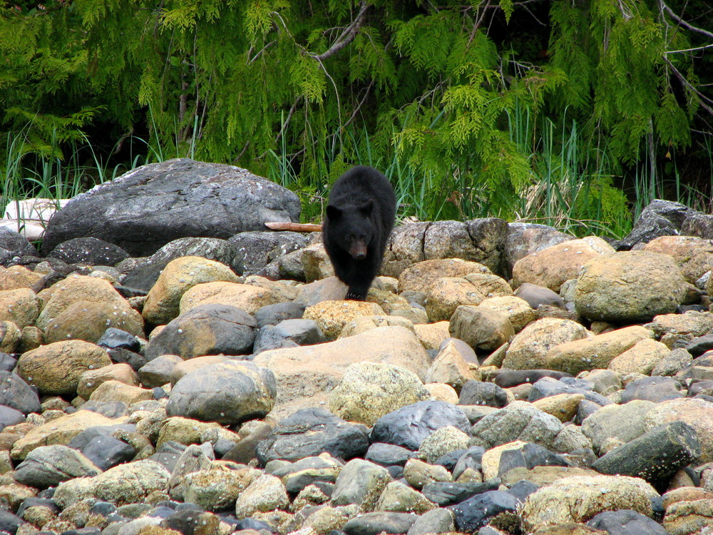 Young Black Bear