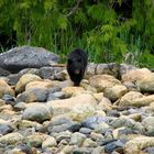 Young Black Bear