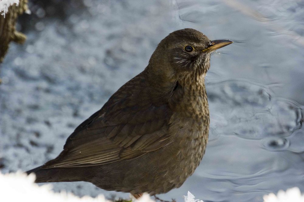 Young Blackbird