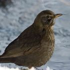 Young Blackbird