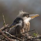 Young Blue Heron