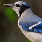 Young Blue Jay