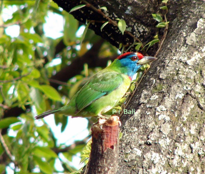 Young Blue-throated Barbet