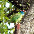 Young Blue-throated Barbet