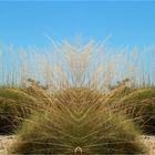 ** Young Boab's and Spinifex **