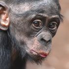  Young Bonobo