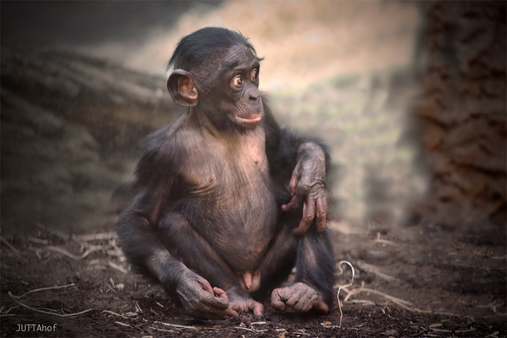  Young Bonobo