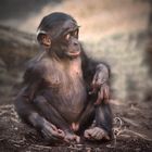  Young Bonobo