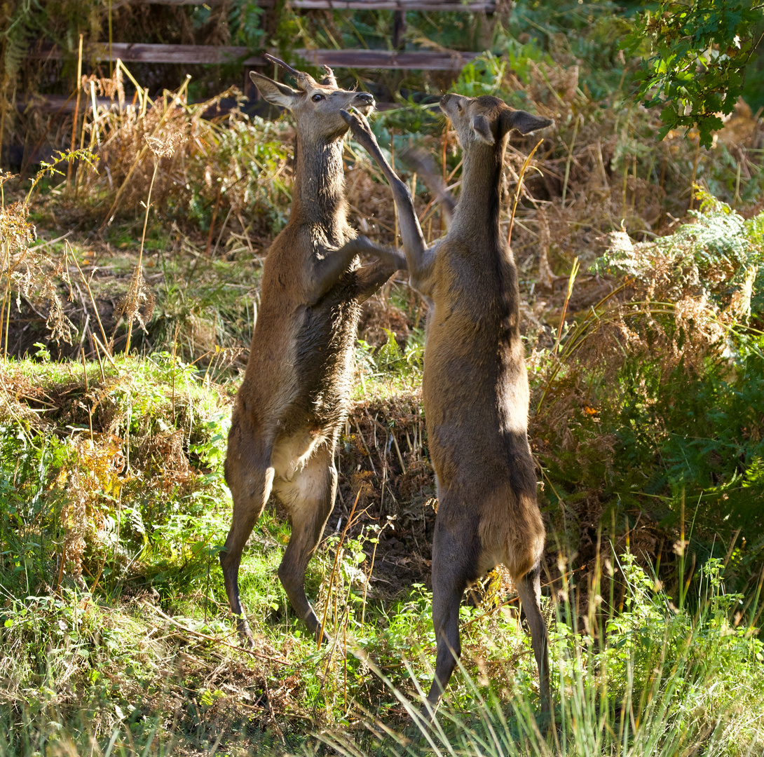 Young bucks,  Play fighting