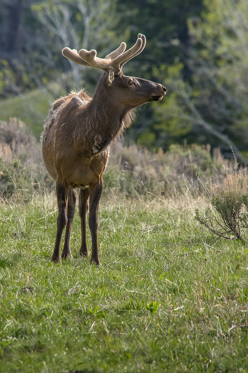 Young Bull Elk In Velvet