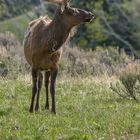 Young Bull Elk In Velvet