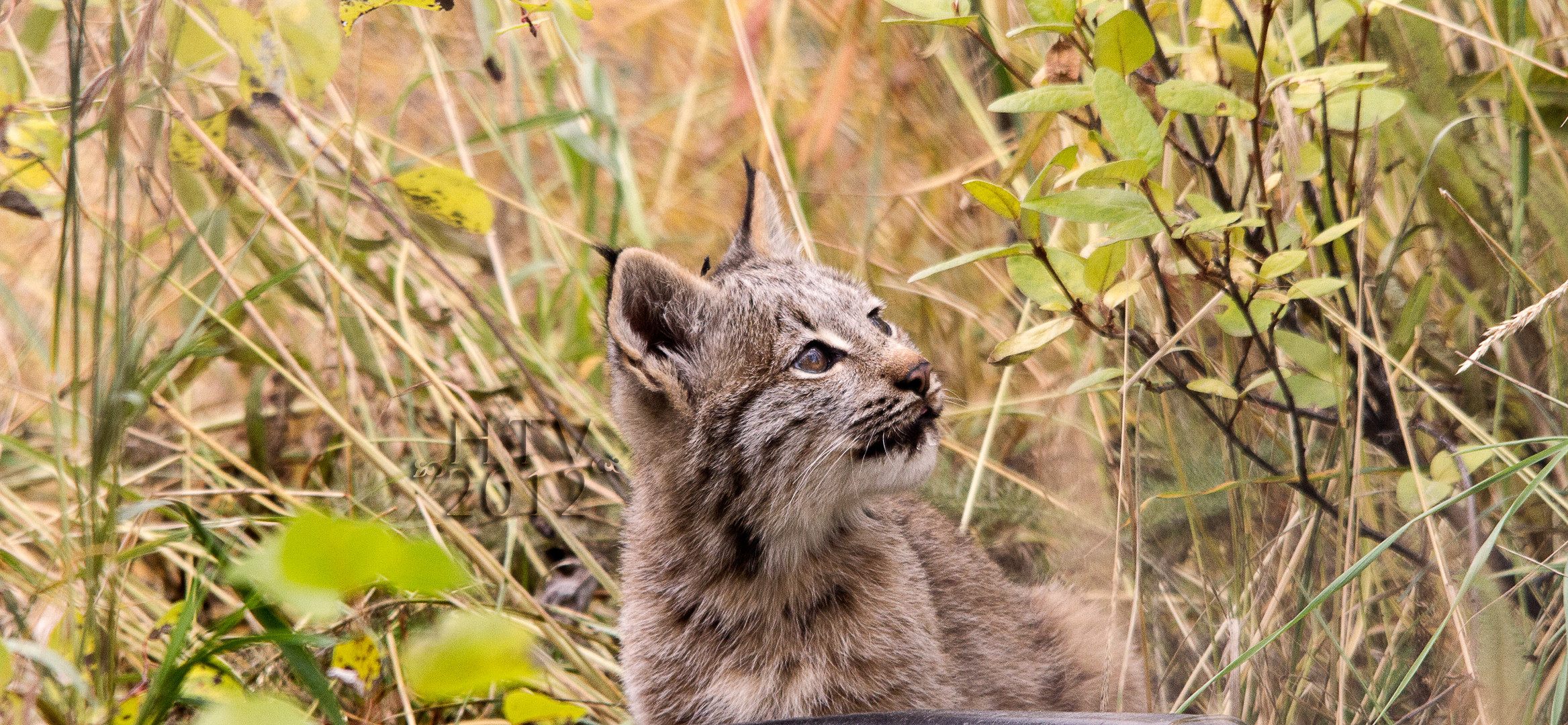 Young Canadian Lynx