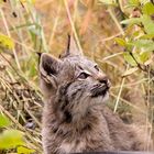 Young Canadian Lynx