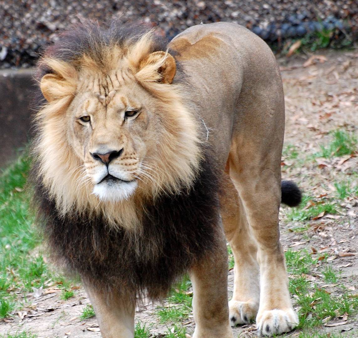 Young Captive Lion