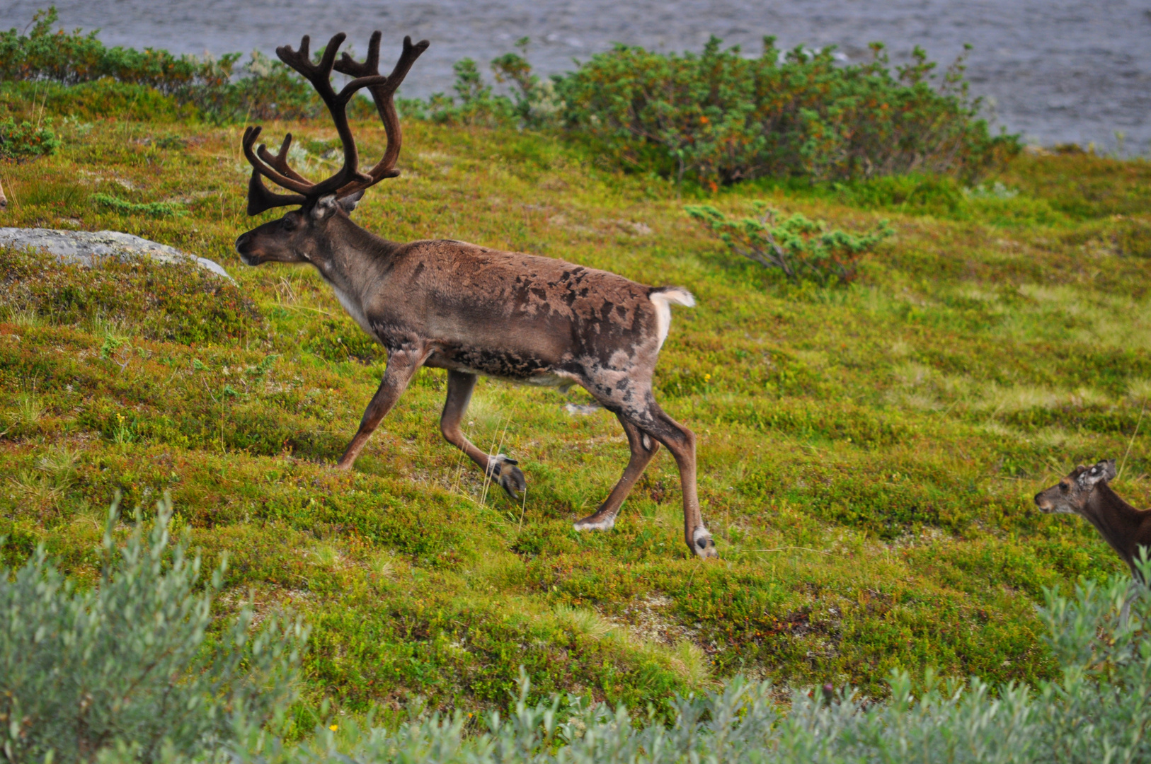 Young Caribou