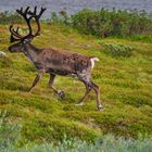 Young Caribou