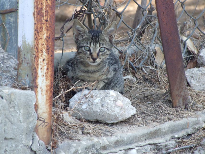 Young cat in the Streets of Holon, IL