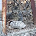 Young cat in the Streets of Holon, IL