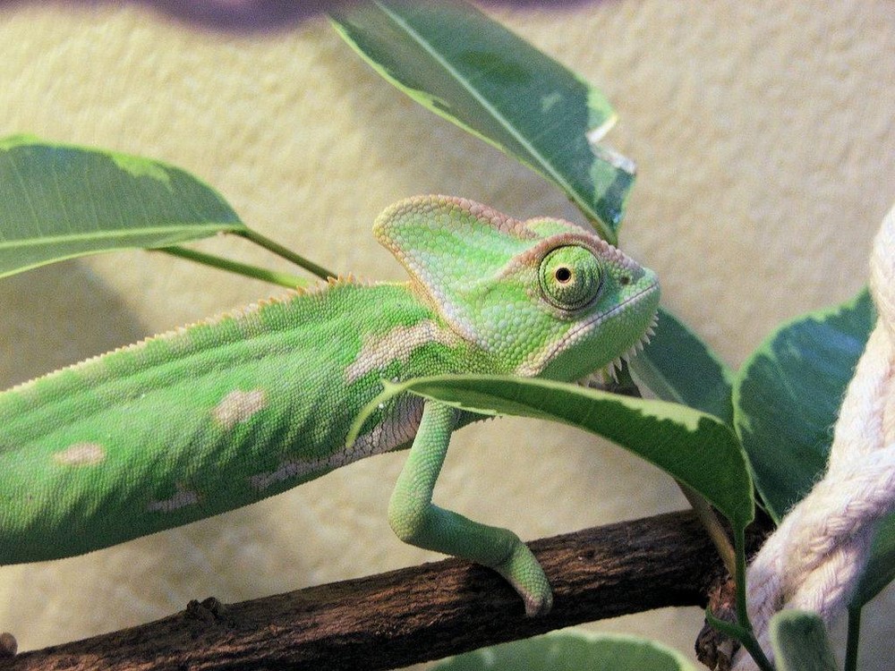 Young Chameleon