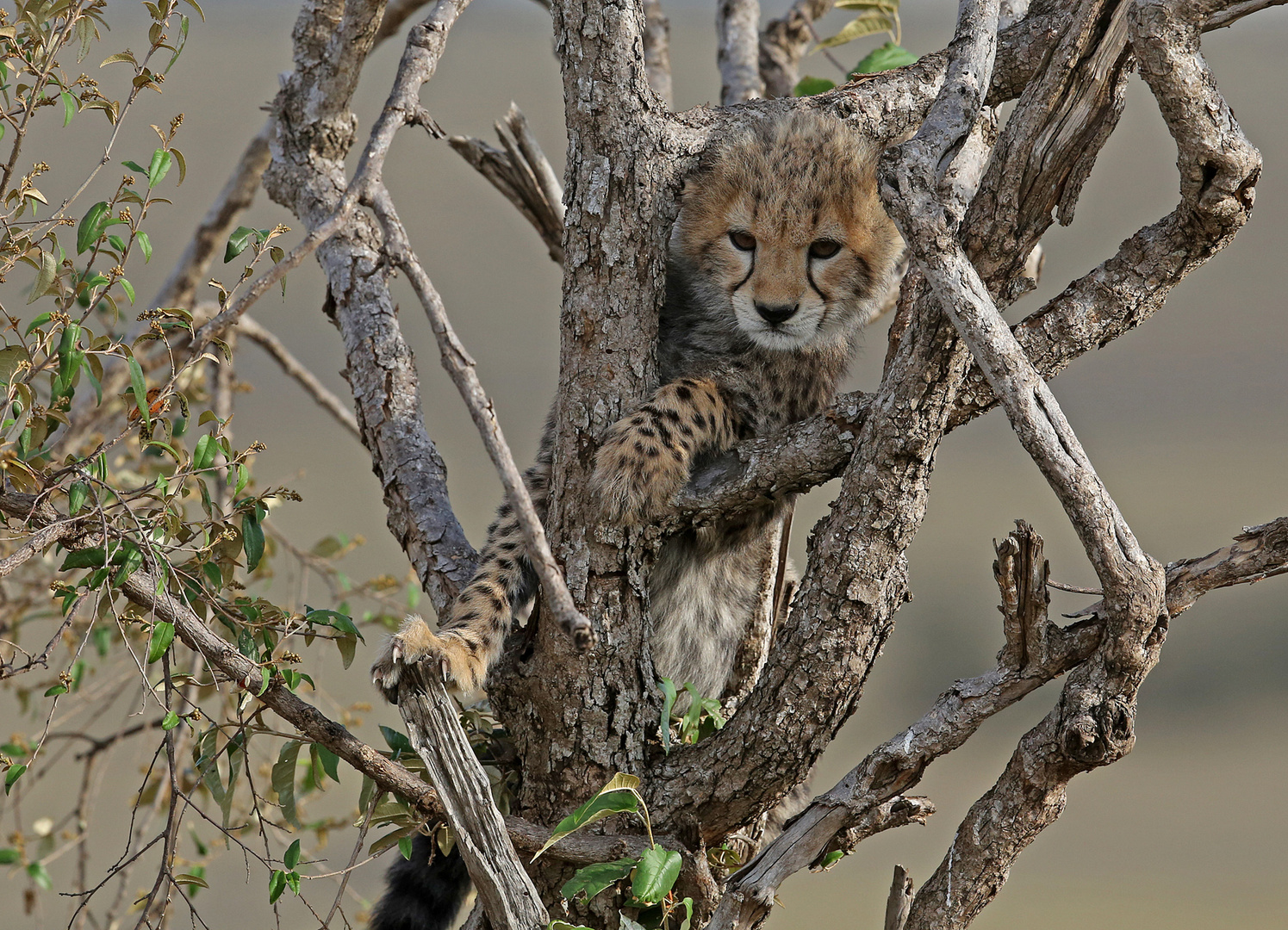 Young Cheetah in tree