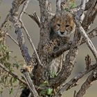 Young Cheetah in tree