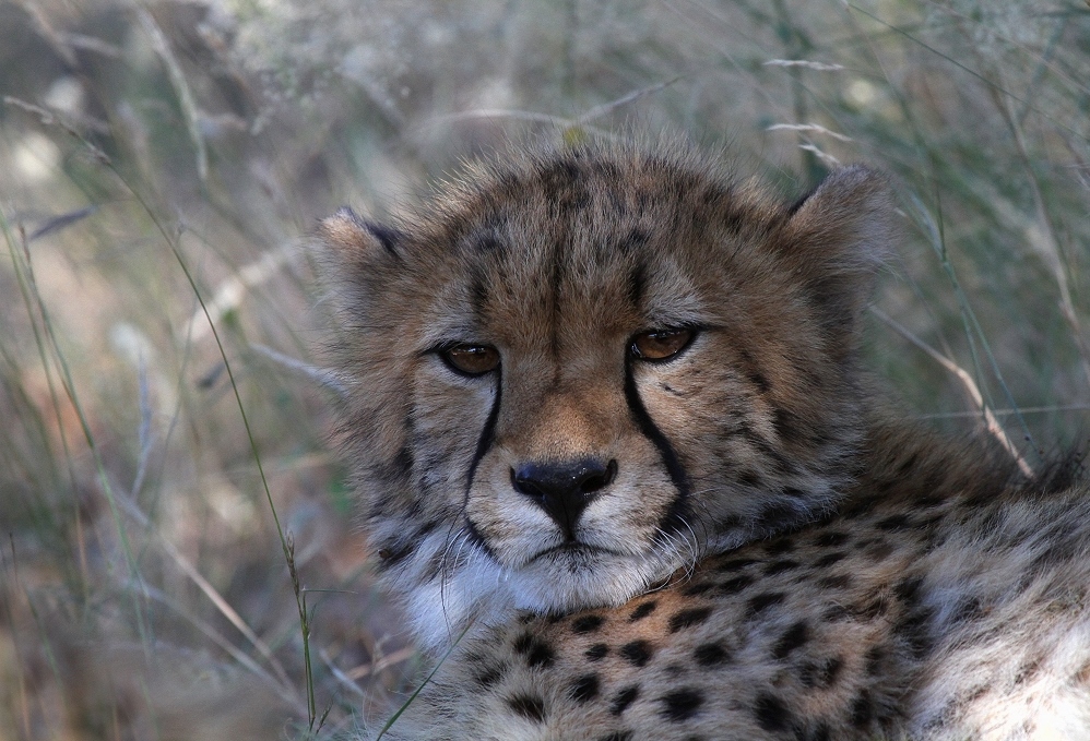 Young Cheetah - junger Gepard