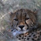 Young Cheetah - junger Gepard