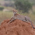 Young cheetah on termite mound