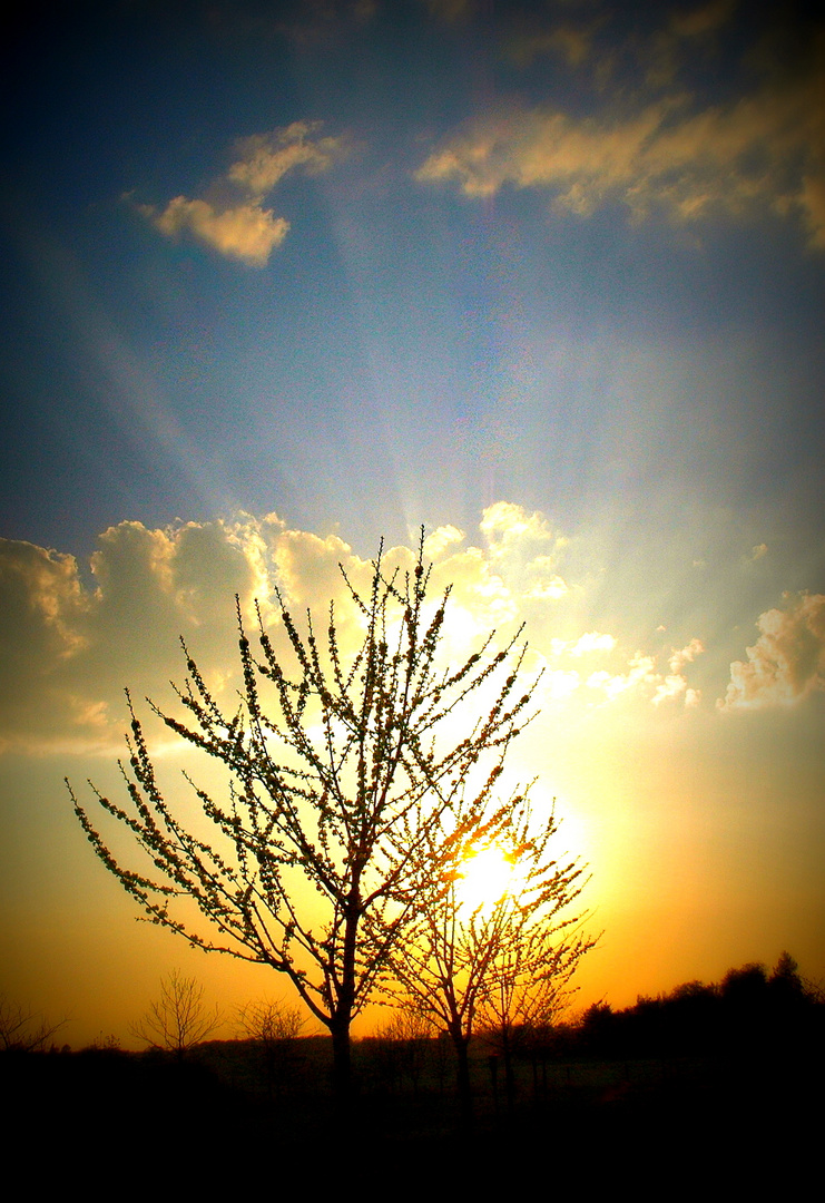 Young Cherrytrees at sunset